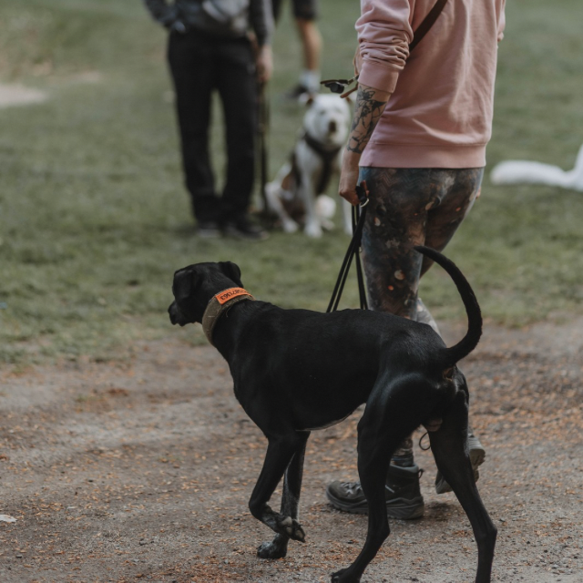 Schulterblick: Coaching mit Schäferhund Fenris