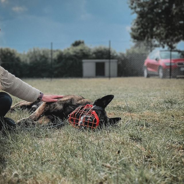 Webinar-Aufzeichnung "Fallbeispiel Billy - Resozialisierung eines gefährlichen Hundes"