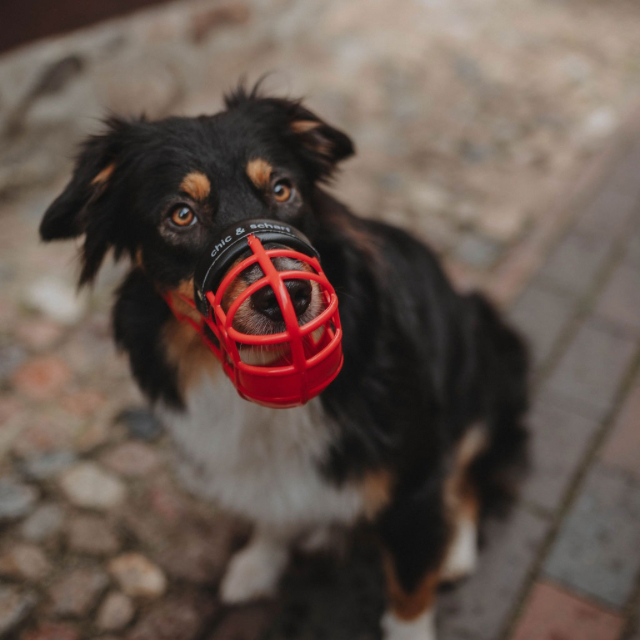 Mini-Online-Kurs "Korbgefühl - Maulkorbtraining leicht gemacht"