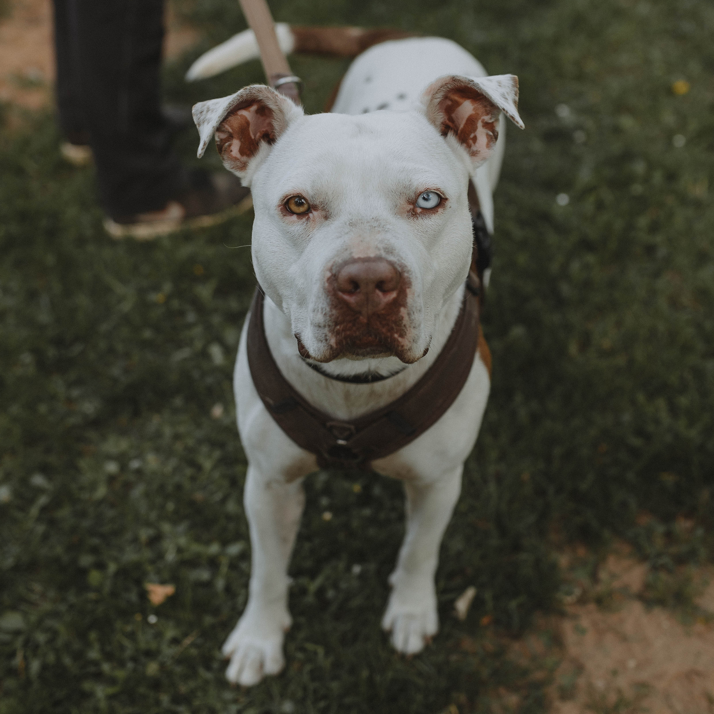 Webinar am 18.12.2025 - Wie Hunde wirklich mit Stress und Konflikten umgehen