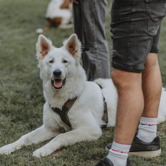 Webinar-Aufzeichnung "Stellvertreterkonflikte erkennen und nutzen"