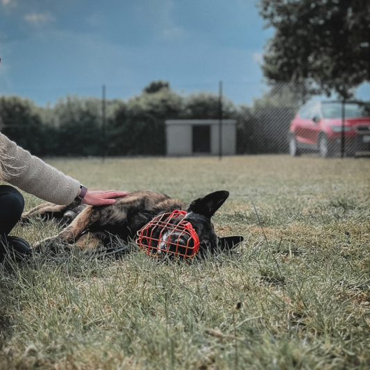 Webinar-Aufzeichnung "Fallbeispiel Billy - Resozialisierung eines gefährlichen Hundes"